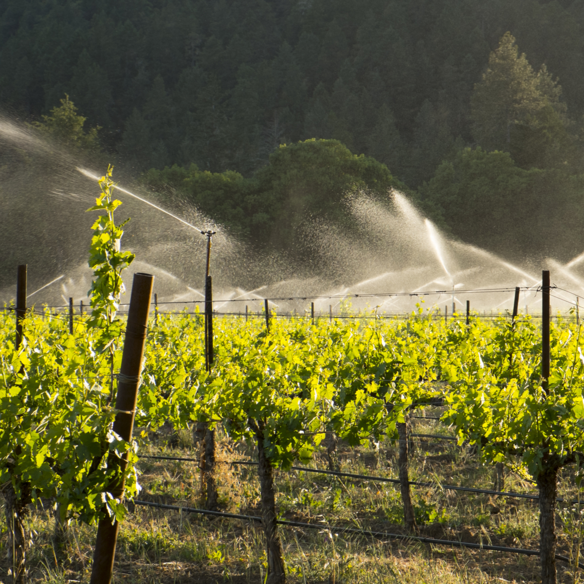 Frey Vineyards Winery - Visit Mendocino County