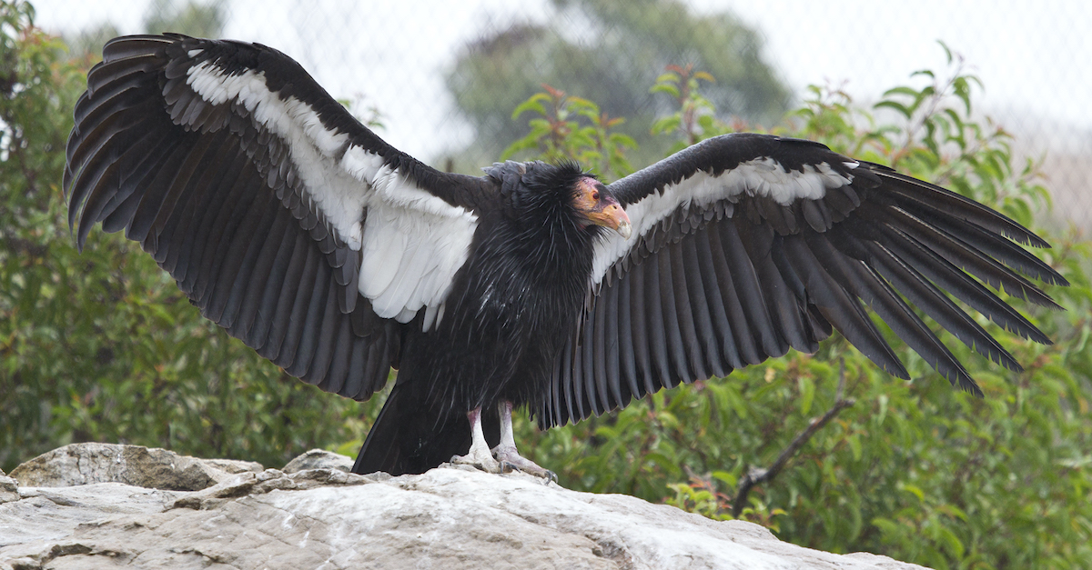 サンディエゴ動物園での最初の訪問のための16の重要なヒント