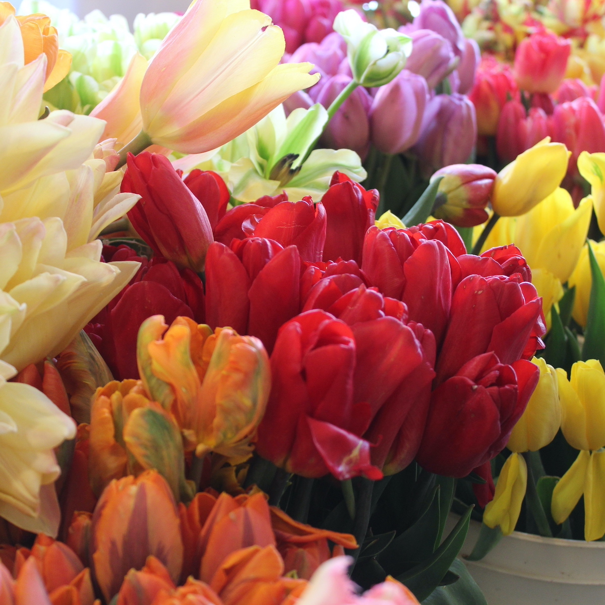 Amazing Things To See And Do At Skagit Valley's Tulip Festival ...