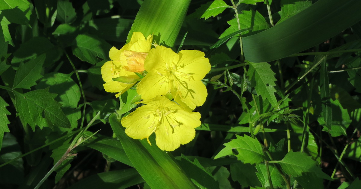 あなたがケーンクリークキャニオン保護区の自然な驚異を気に入るのは7つの理由