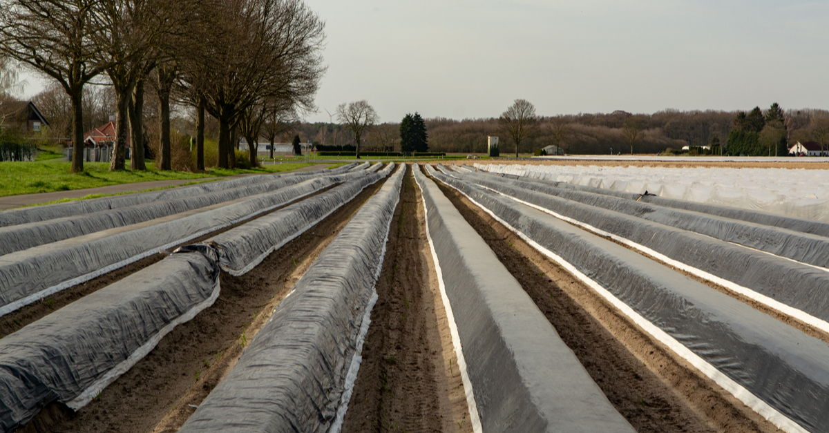 5 Fantastic German Asparagus Festivals To Visit TravelAwaits