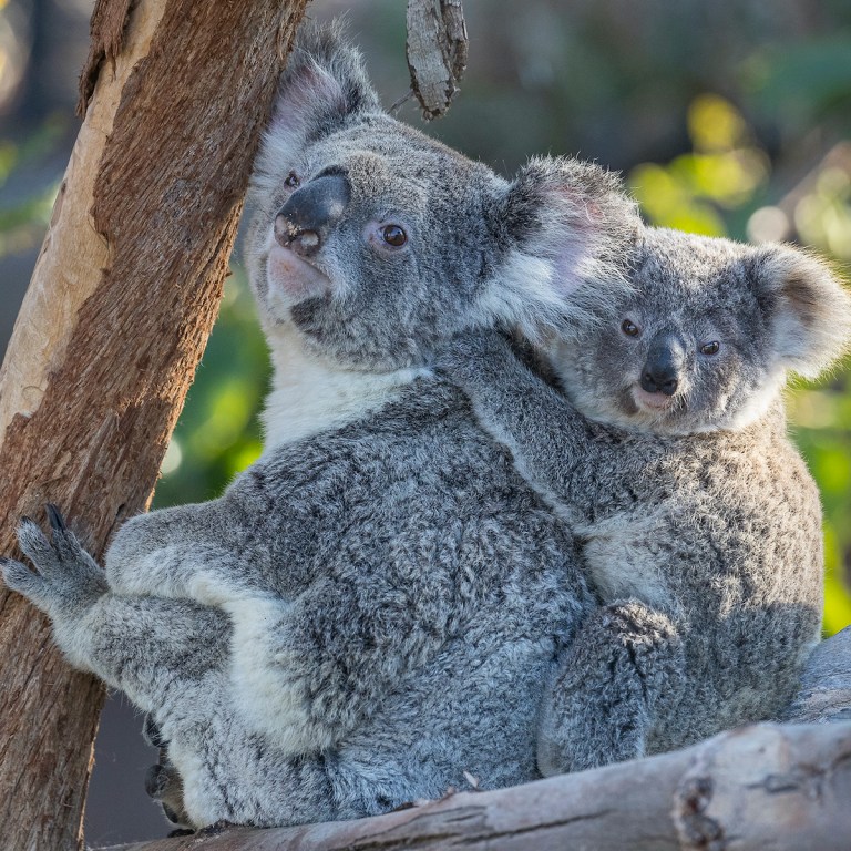 16 Essential Tips For Your First Visit At The San Diego Zoo 