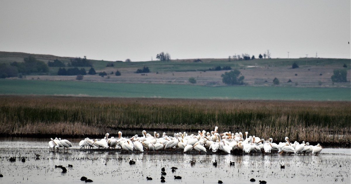 놀라운 캔자스는 올 봄 수천 마리의 새를 환영합니다.