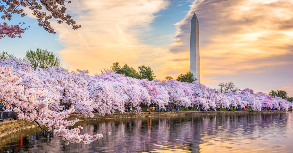 National Cherry Blossom Festival Is Underway And The Blooms Are Right ...