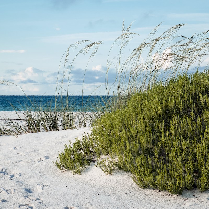 7 Things You Didn't Know About the Gulf of Mexico - 30A