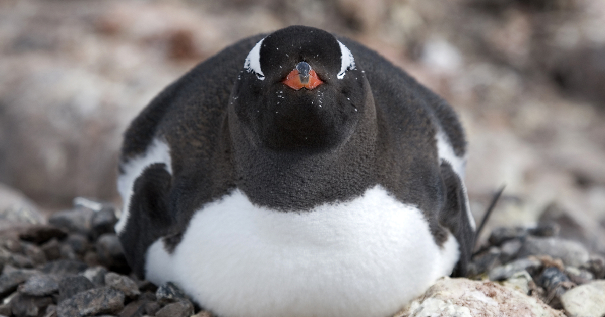 How You Can Get Paid To Spend Next Summer In Antarctica TravelAwaits