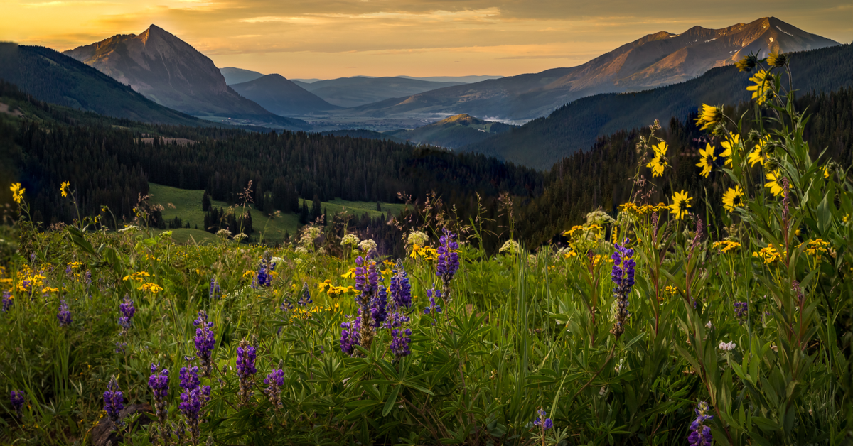 3 Amazing Places To See Beautiful Wildflowers In Colorado This Summer ...