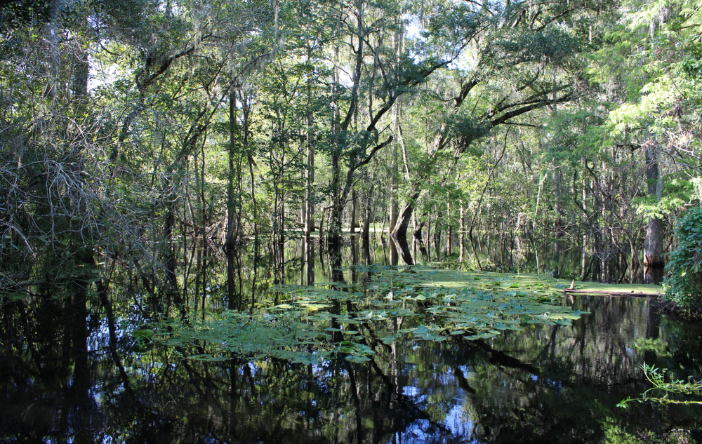 My 6 Favorite Hikes Near Tampa, Florida | TravelAwaits