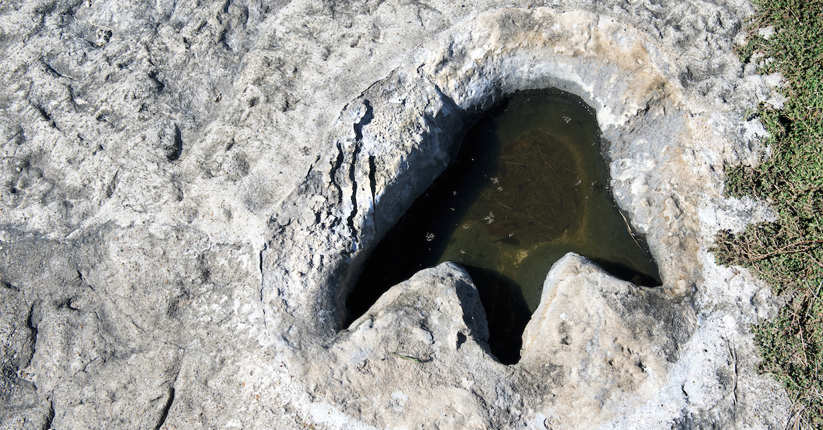 深刻な干ばつの間にテキサス州立公園で発見された新しい恐竜トラック