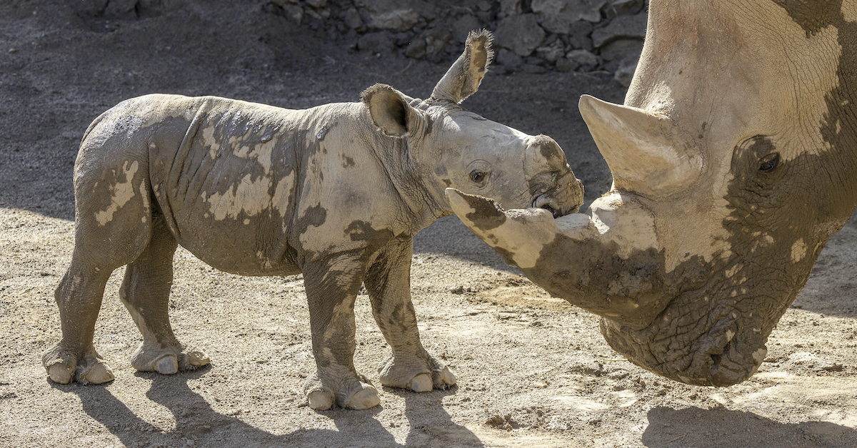 サンディエゴ動物園サファリパークで生まれた非常に珍しいホワイトサイ、愛らしい写真をご覧ください