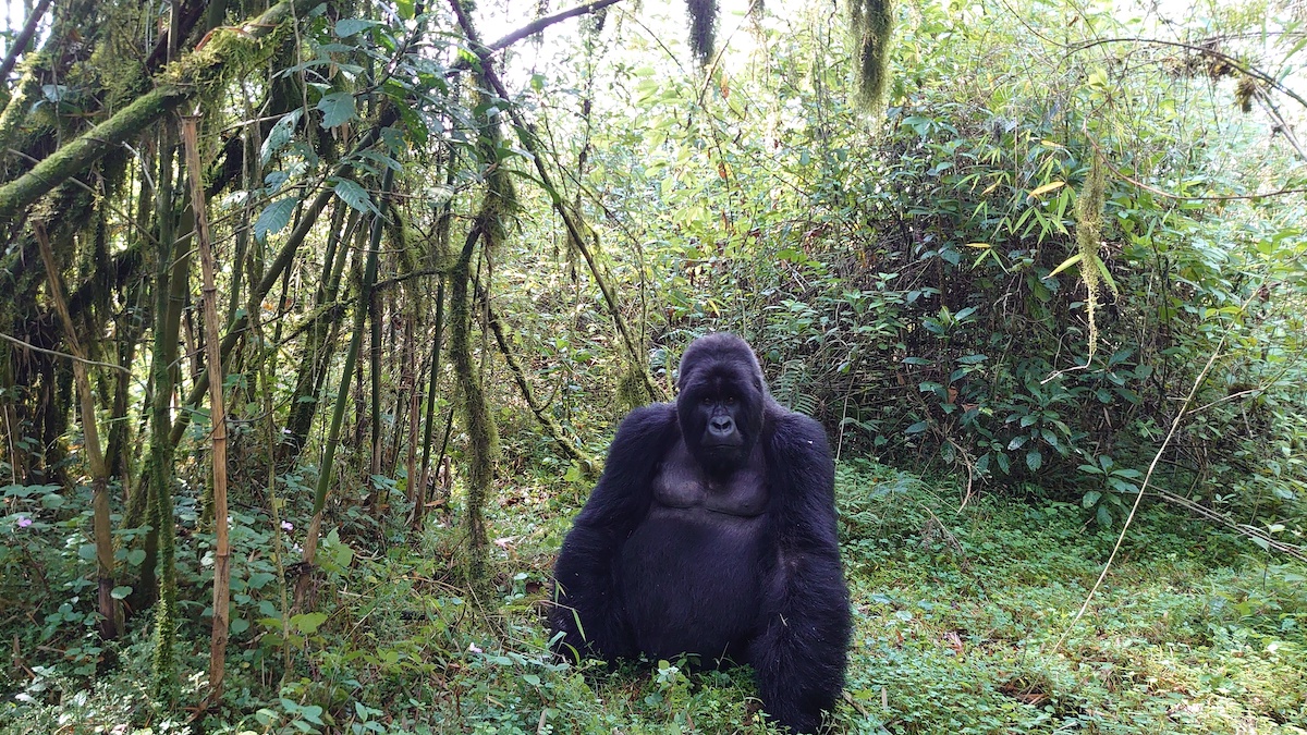 ルワンダの火山国立公園は、ゴリラを保護するために訪問者のカメラを使用しています。