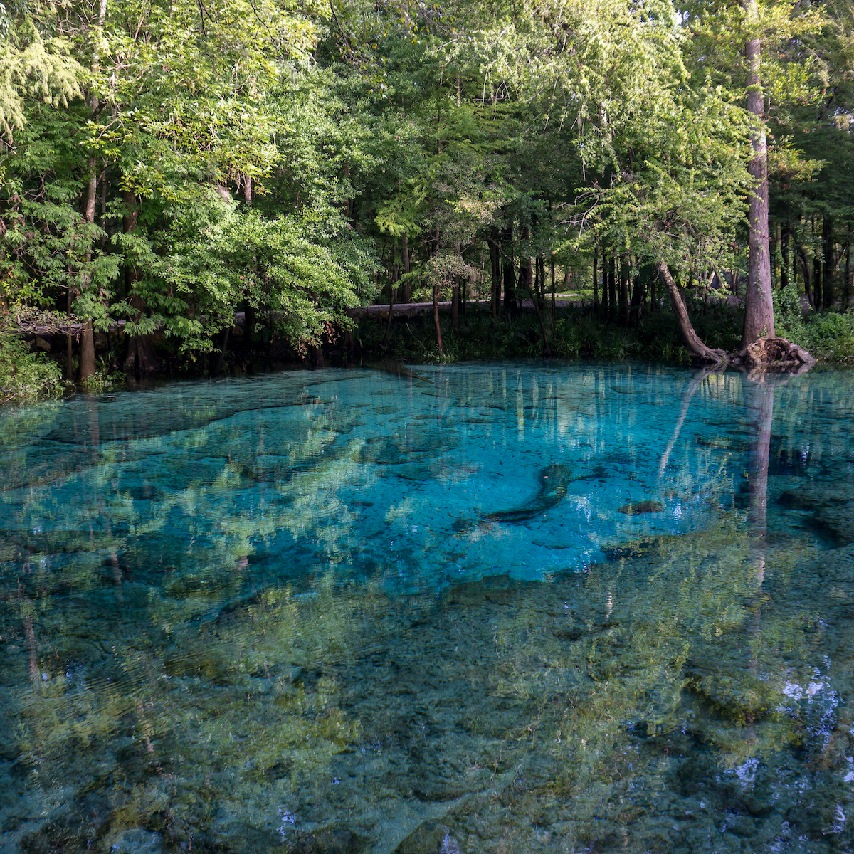 20 Most Beautiful Natural Springs in Florida to Add to Your Bucket