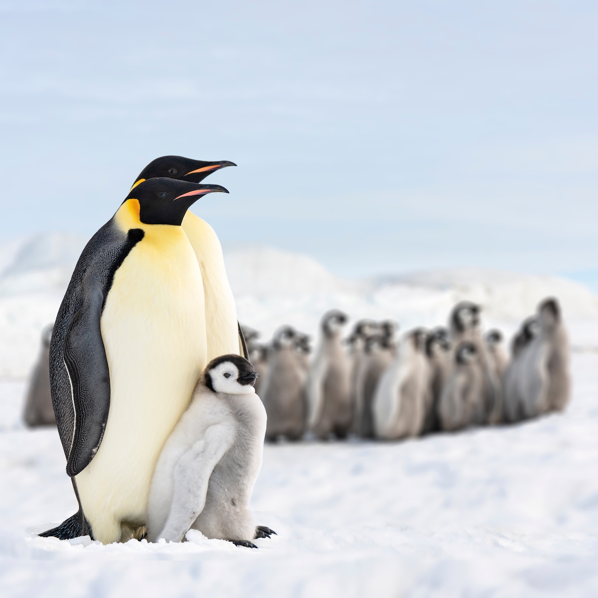 Why Emperor Penguins Have Gained A New Unwanted Status TravelAwaits