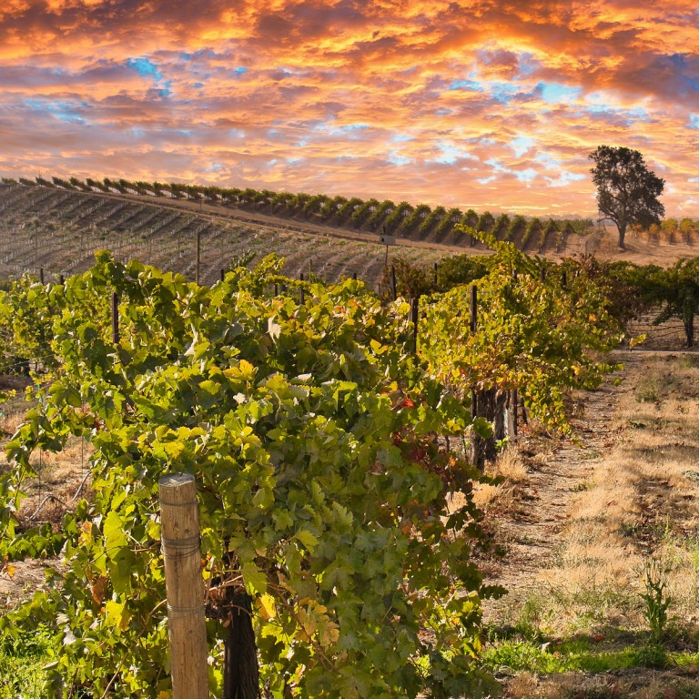 7 Amazing Experiences You'll Love In Paso Robles Wine Country ...