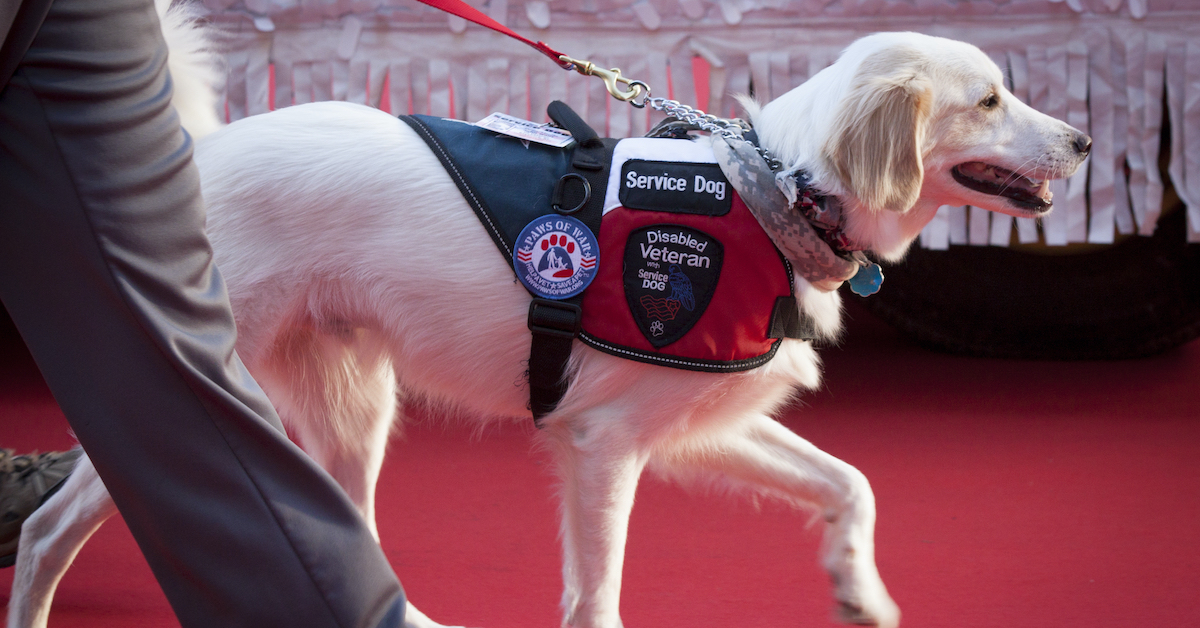 travel service dog