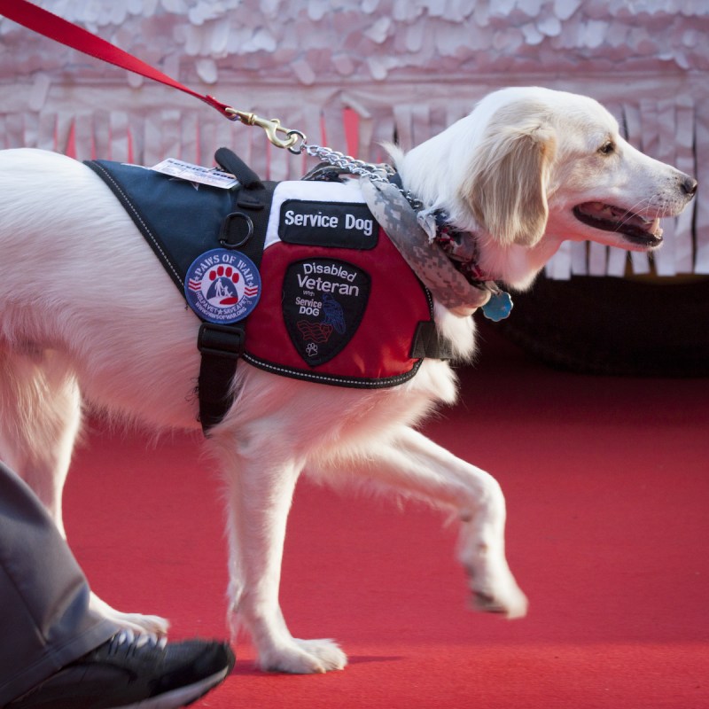 travel service dog