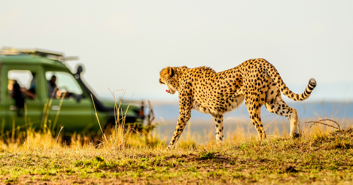 このツアー会社は、旅行者がユニークなサファリアドベンチャーを望んでいると言います