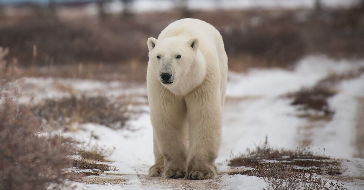 Opinion: Don't worry — the Hudson Bay polar bears are still doing
