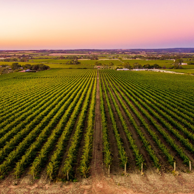 The Unique Ways To Experience The Coastal Vineyards Of South Australia ...