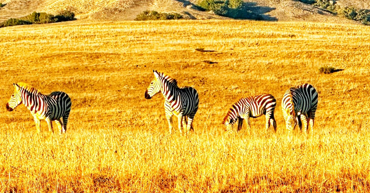 7 Amazing Wildlife Experiences Not To Miss Along The California Coast ...