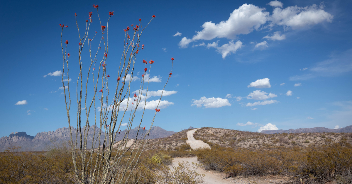 ニューメキシコ州の美しいラスルーセスでやるべき10のこと