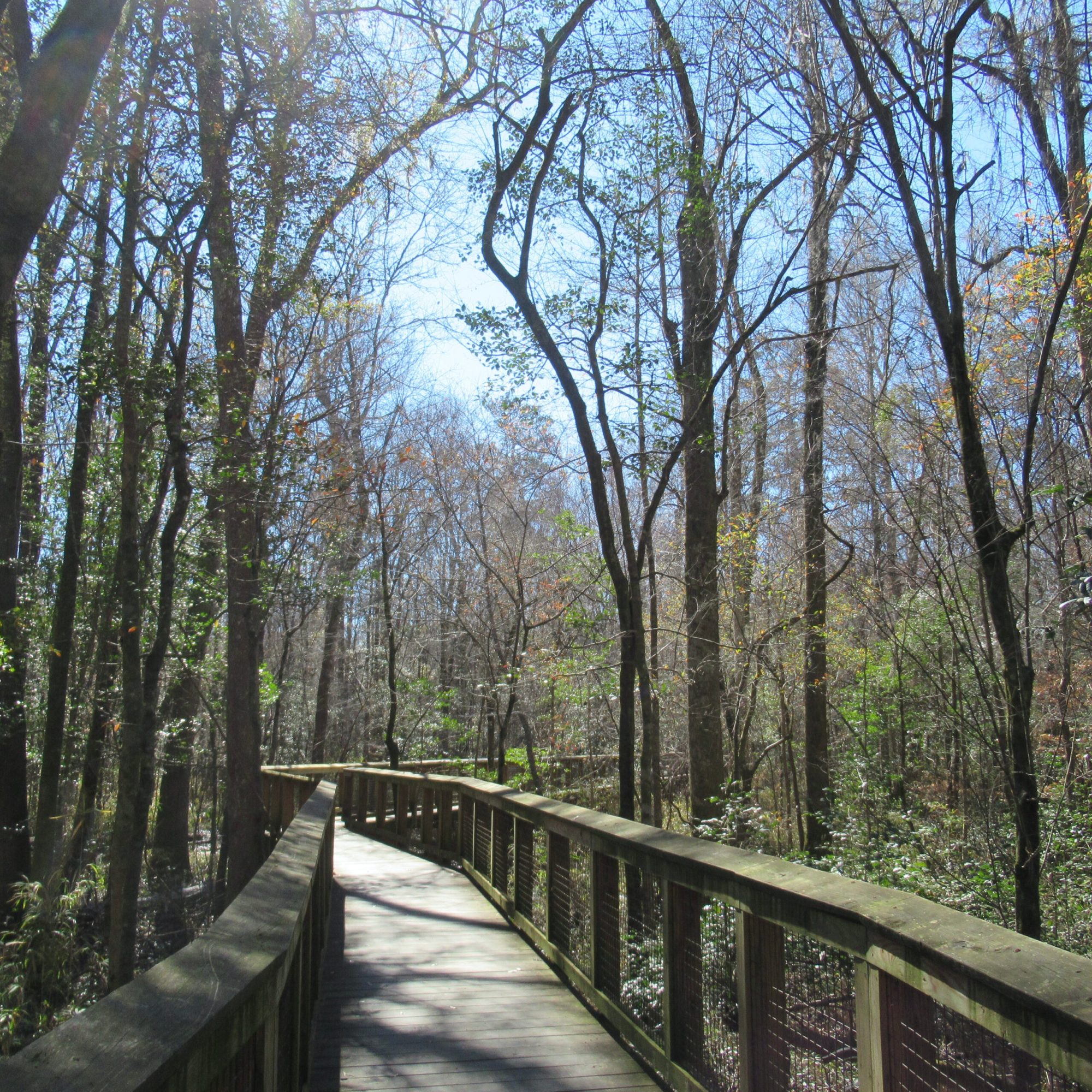 13 Treasures To Explore In Congaree National Park | TravelAwaits