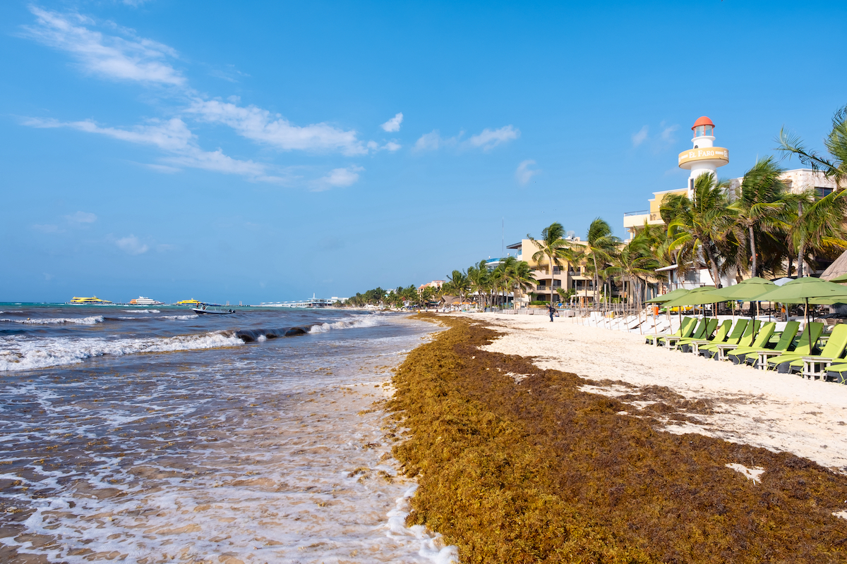 The One Thing You May See Less Of On Mexico s Caribbean Beaches