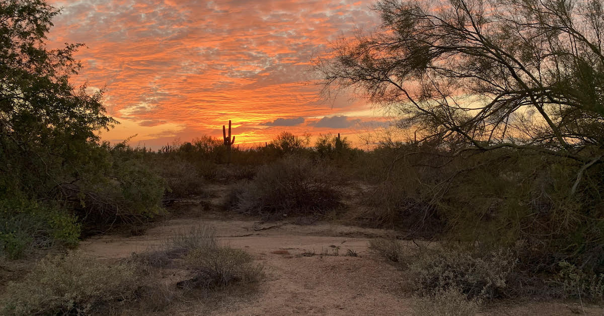 スコッツデールとその署名カクテルを訪れるためのトレンディなホテルバー
