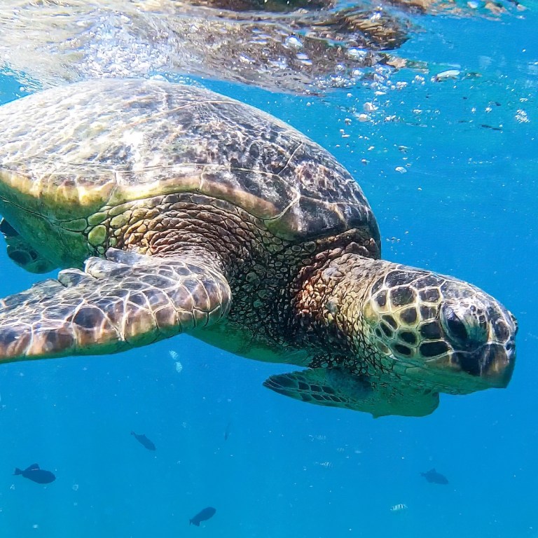 7 Tips For Snorkeling In Oahu’s Beautiful Turtle Canyon | TravelAwaits