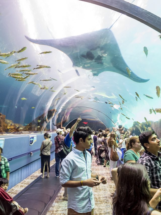 Best Aquariums in the US Everyone Should Visit | TravelAwaits