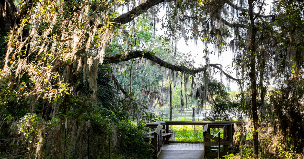 8 Amazing Things To Do In Quaint Micanopy, Florida | TravelAwaits