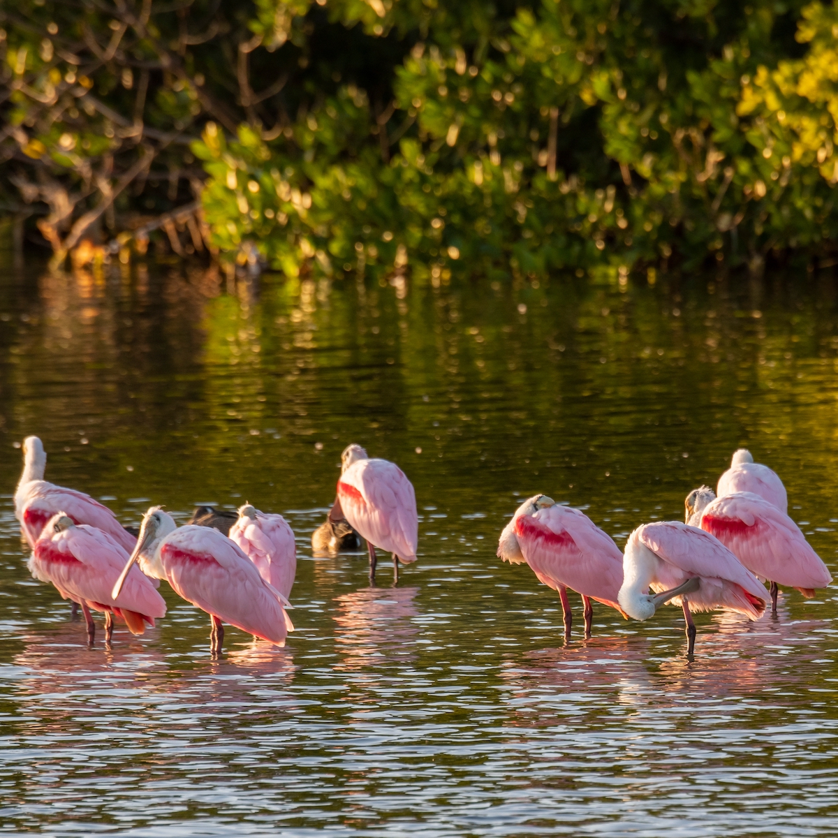 J.N. “Ding” Darling National Wildlife Refuge (Official)