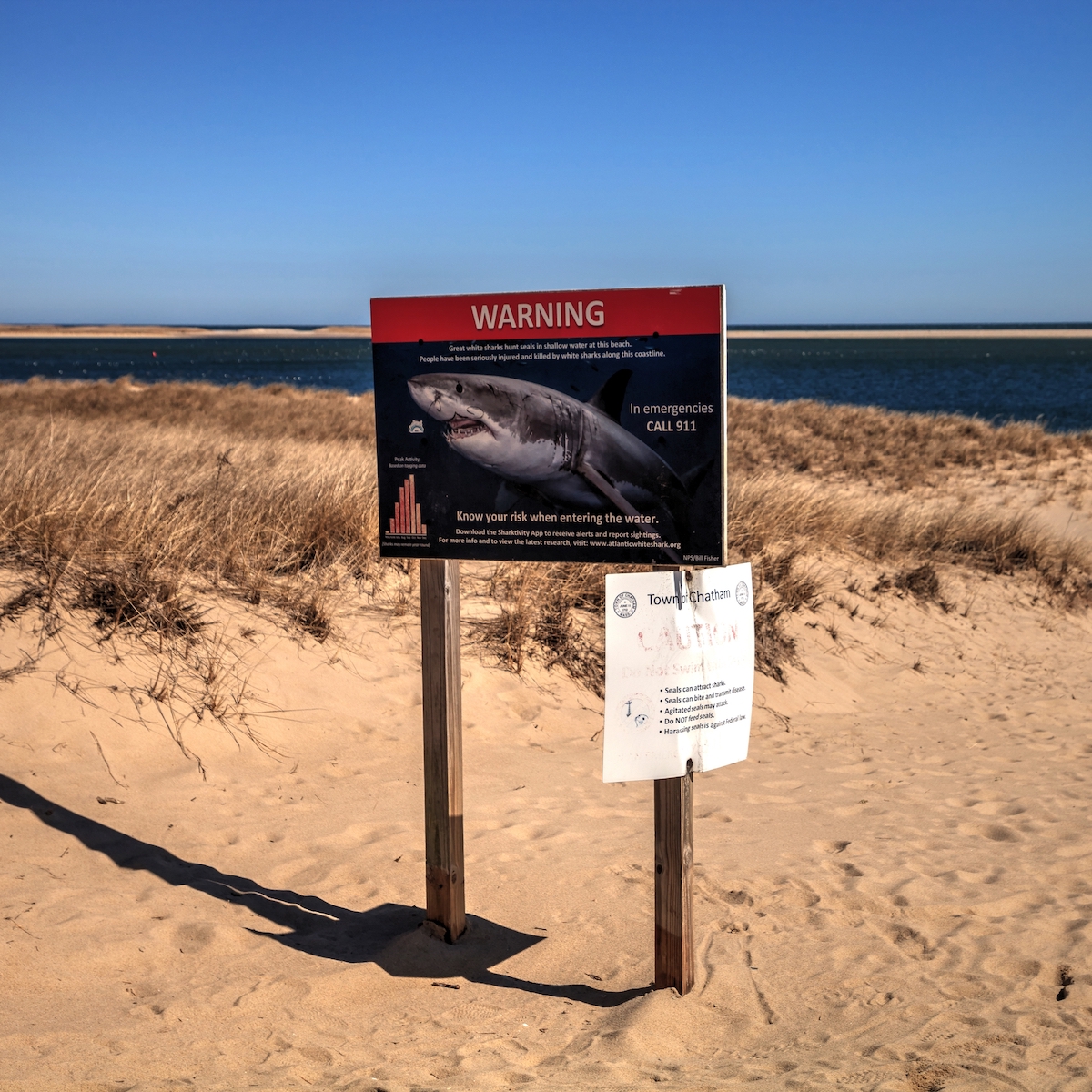 Shark attack history on the Cape and all along Massachusetts: More