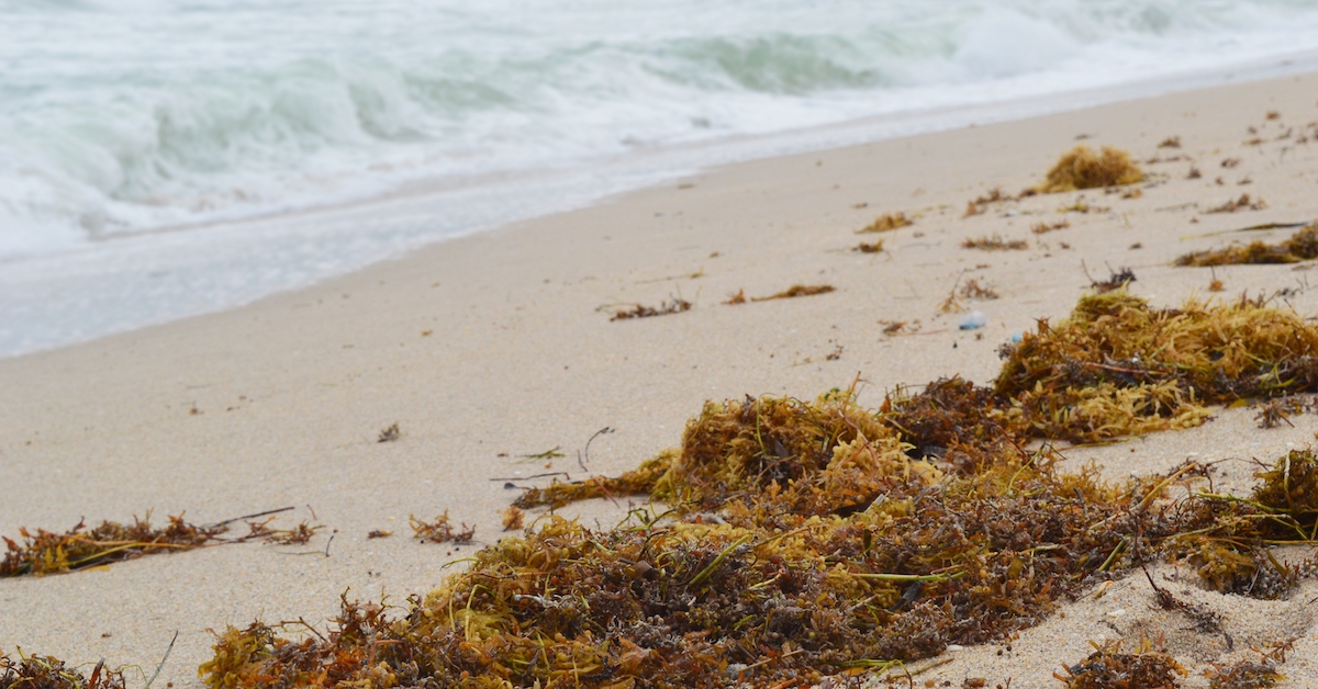 臭い海藻の塊がこの休暇のホットスポットに到着します