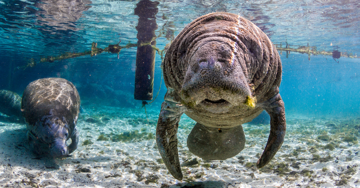 Manatee Mating Season Is In Full Swing In Florida — What It Means For ...