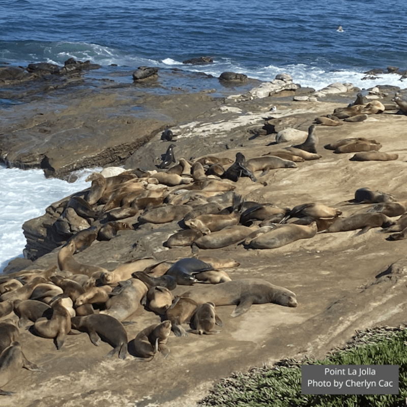 Sea lions in La Jolla