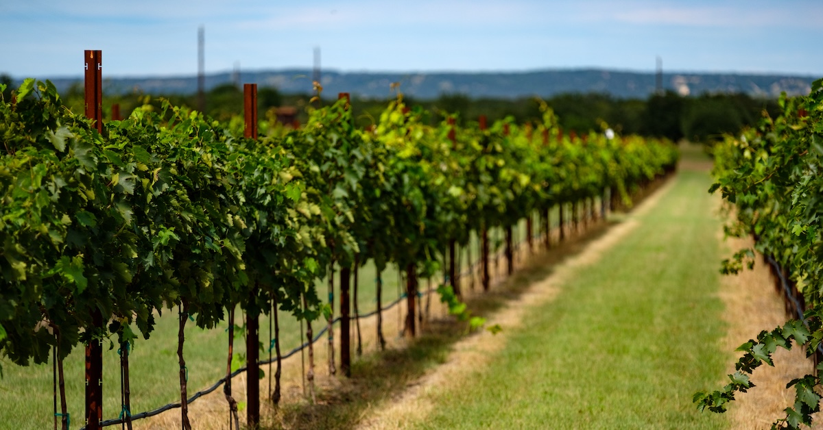 オエノファイル用の3つのあまり知られていないワイン領域