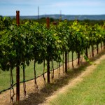 Vineyards in the Texas Hill Country