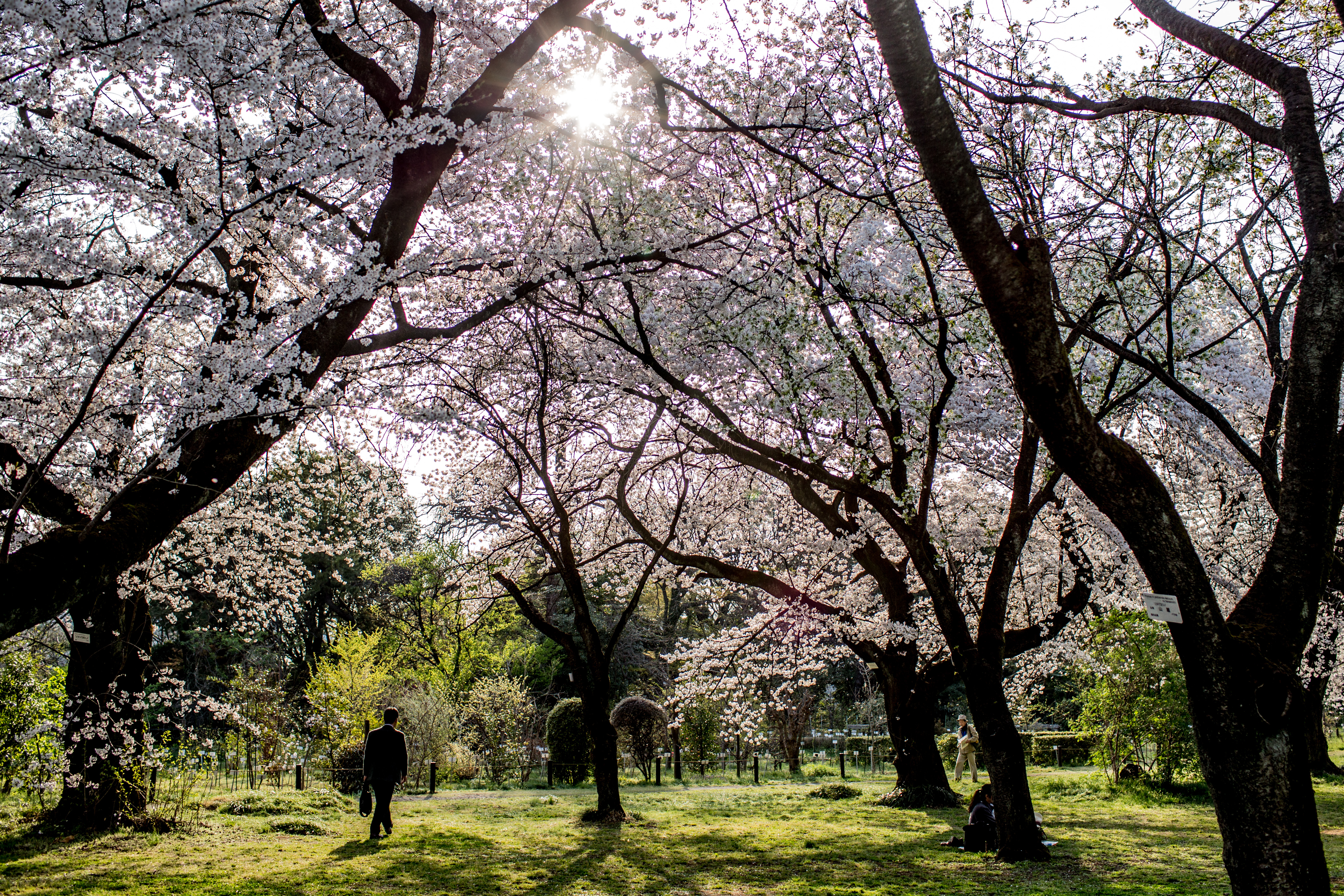 Cherry blossoms bloom in Morikami Japanese Gardens.
