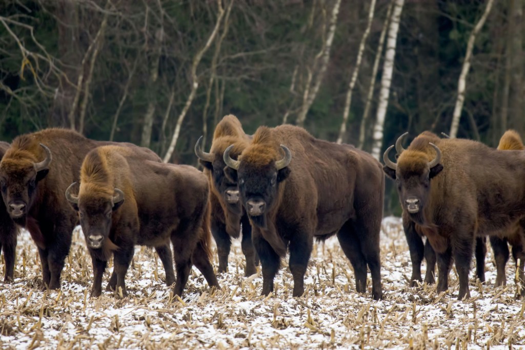 Enter Białowieża Forest: Home to Europe’s Last Free-Roaming Bison ...