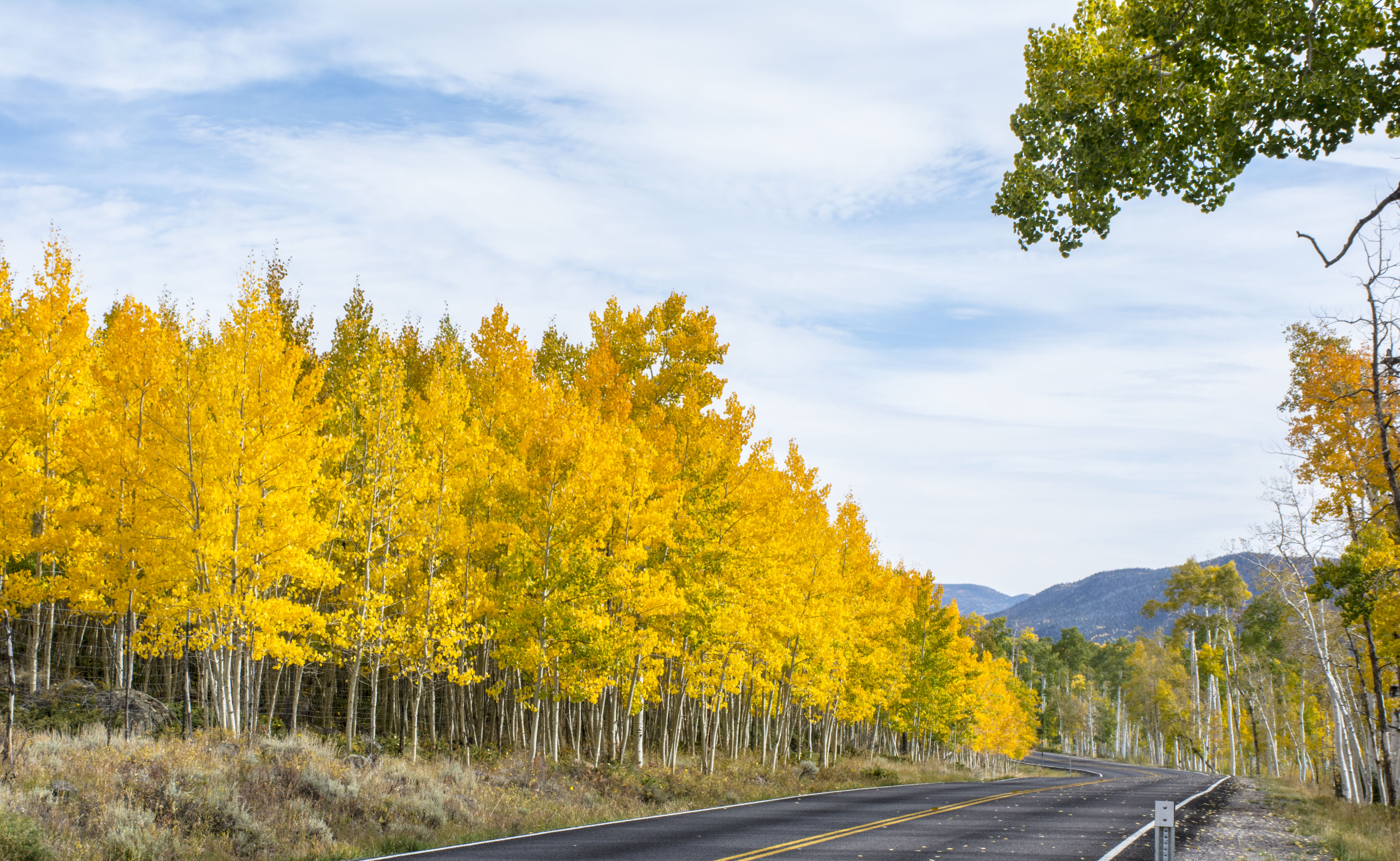 Here's how to visit Pando for US residents.